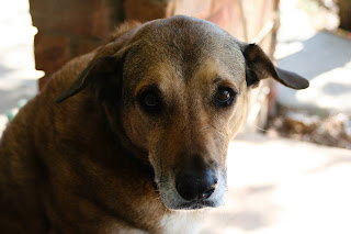 Cedar the Superhero 5023 Cedar the Superhero