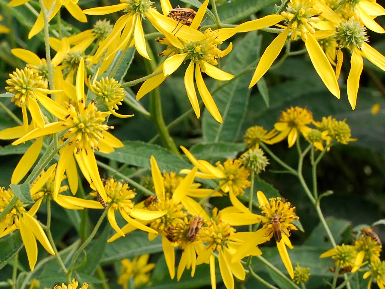 High Virginia Outdoors Wildflower of the Month/SeptemberIronweed