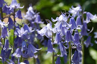 Spanish bluebells