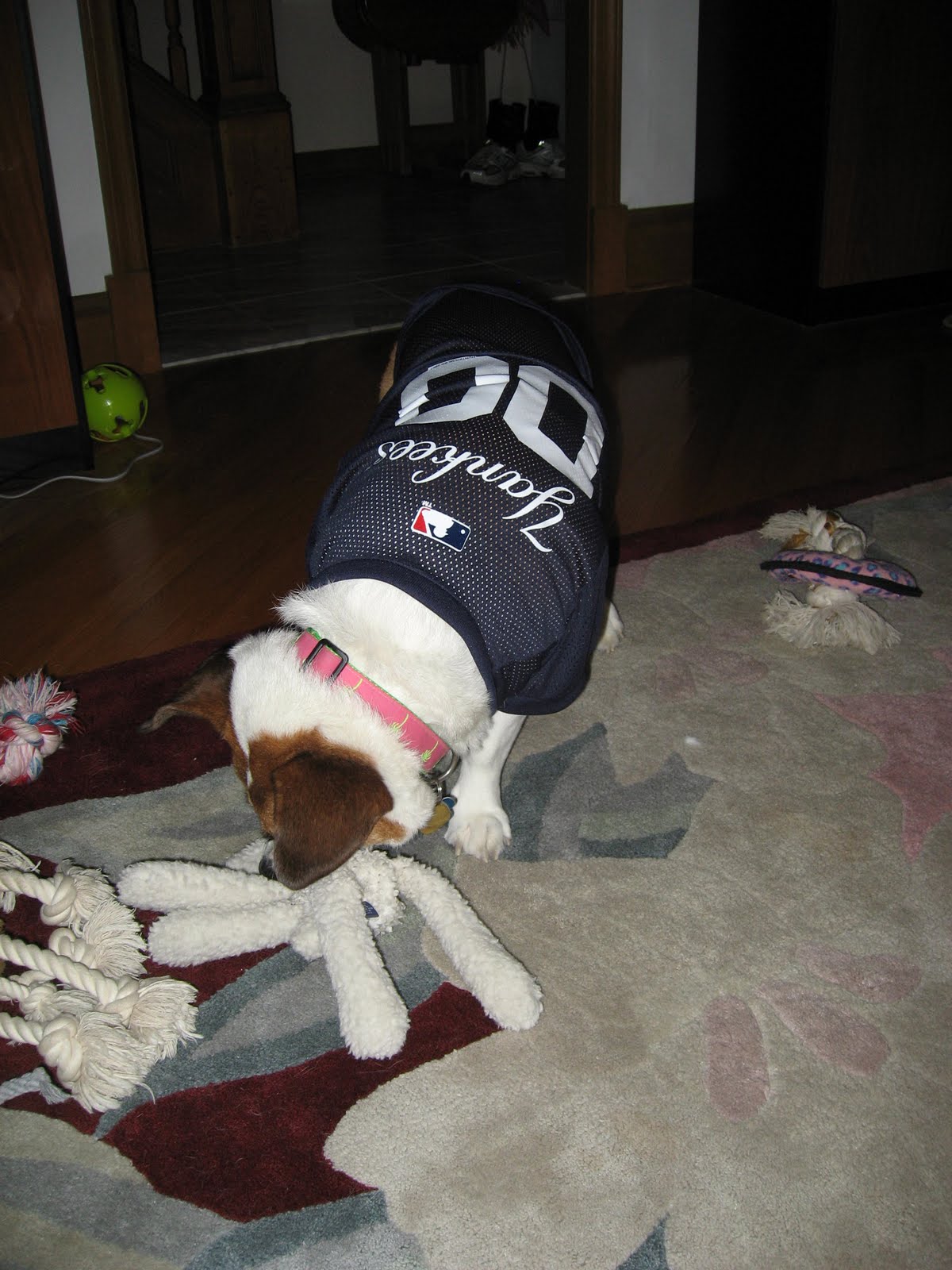 braves dog jersey