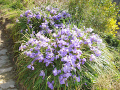 Wild Iris in Dolceaqua