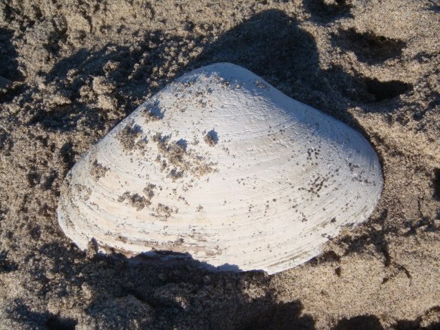 [shell.JPG]