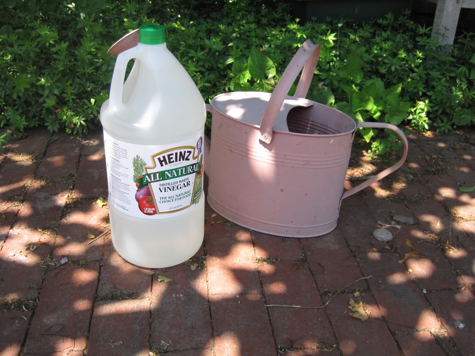 Does White Vinegar Kill Plants And Grass at Jonathan Masterson blog