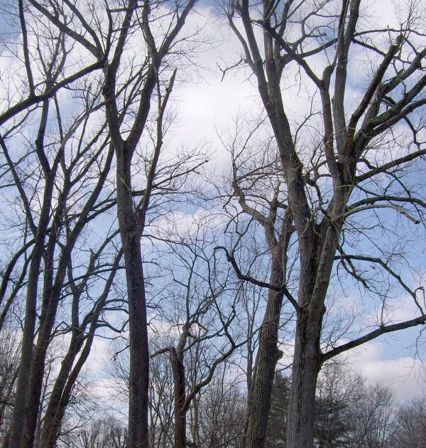 Tree Notes Identifying cottonwood in winter