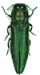 Emerald Ash Borer (adult)