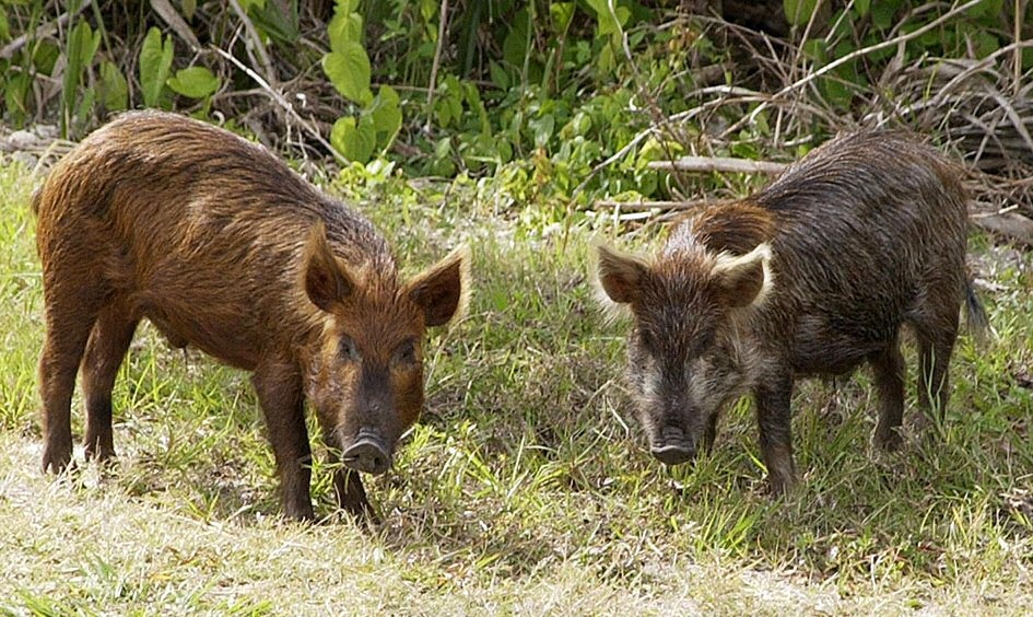 Tree Notes Feral pigs damage ecosystems