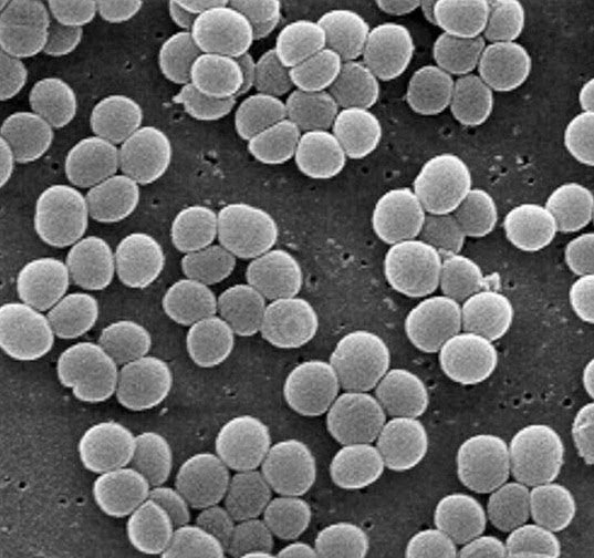 Back of the Cereal Box Of Booze, Bacteria and Etymology