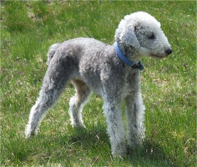 Gypsy Dog Breed Gypsy Dog Breed