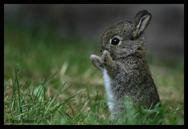 bunny+cute.jpg