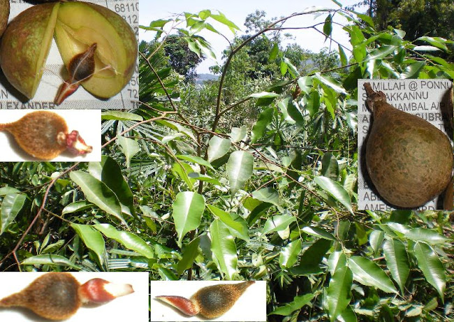 POKOK BUAH BIJIK GAHARU ASLI PASIR PUTIH KELANTAN