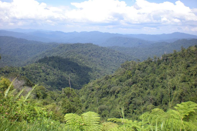 HUTAN GRIK JELI TITIWANGSA - KAYA KHAZANAH ALAM DAN GAHARU