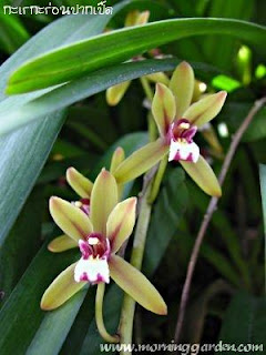 Orchid Cymbidium finlaysonianum 