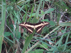 Mariposario exótico con gran variedad incluyendo unas gigantes azules tornasoladas.