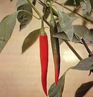 Cabai Merah