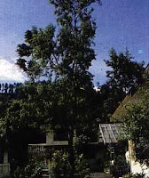 cendana