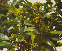 cengkeh