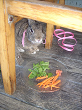 Bunny Lunch!