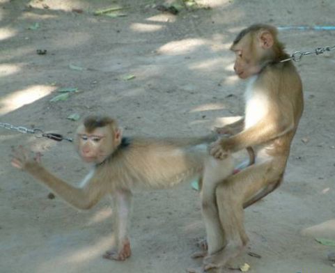 [macacos.jpg]
