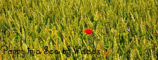 Poppy in a sea of Weeds