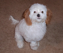 Our (Furry) Baby Girl