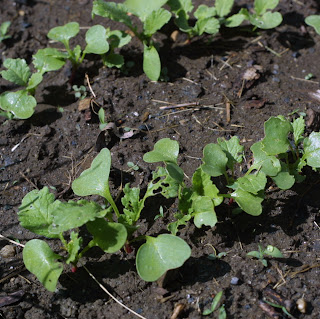 Dispatch from my Garden radish+0526+01 Dispatch from my Garden