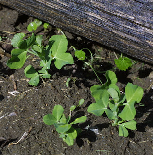 Dispatch from my Garden peas+0526+01 Dispatch from my Garden