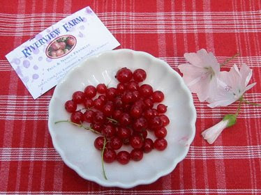 Red Currant Jelly currants+in+bowl+01 Red Currant Jelly