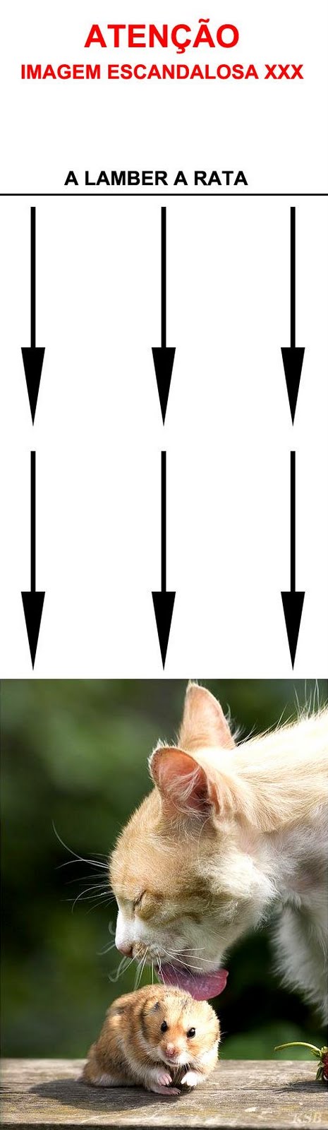 [GATA+LAMBE+RATA.jpg]