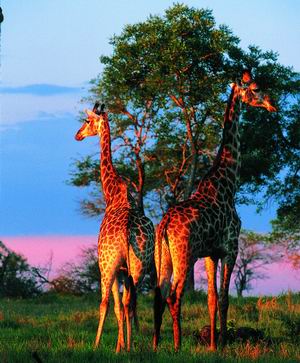 African Safari Holidays - Delve Into the Wild