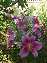 Lilies 1