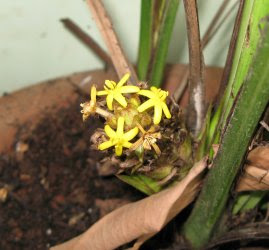 http://4.bp.blogspot.com/_1PBPIiIyMxM/R7kWopUCuYI/AAAAAAAAACk/PSWfHbuK8Is/s320/marasi.jpg