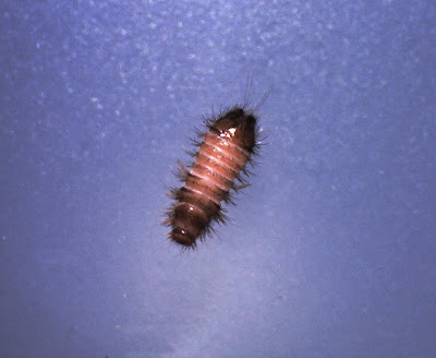 Carpet Beetle Larvae Bites The Varied Carpet Beetle