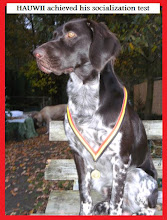 Hauwii achieved his socialization test