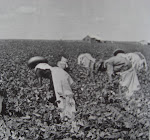 Cotton Crop