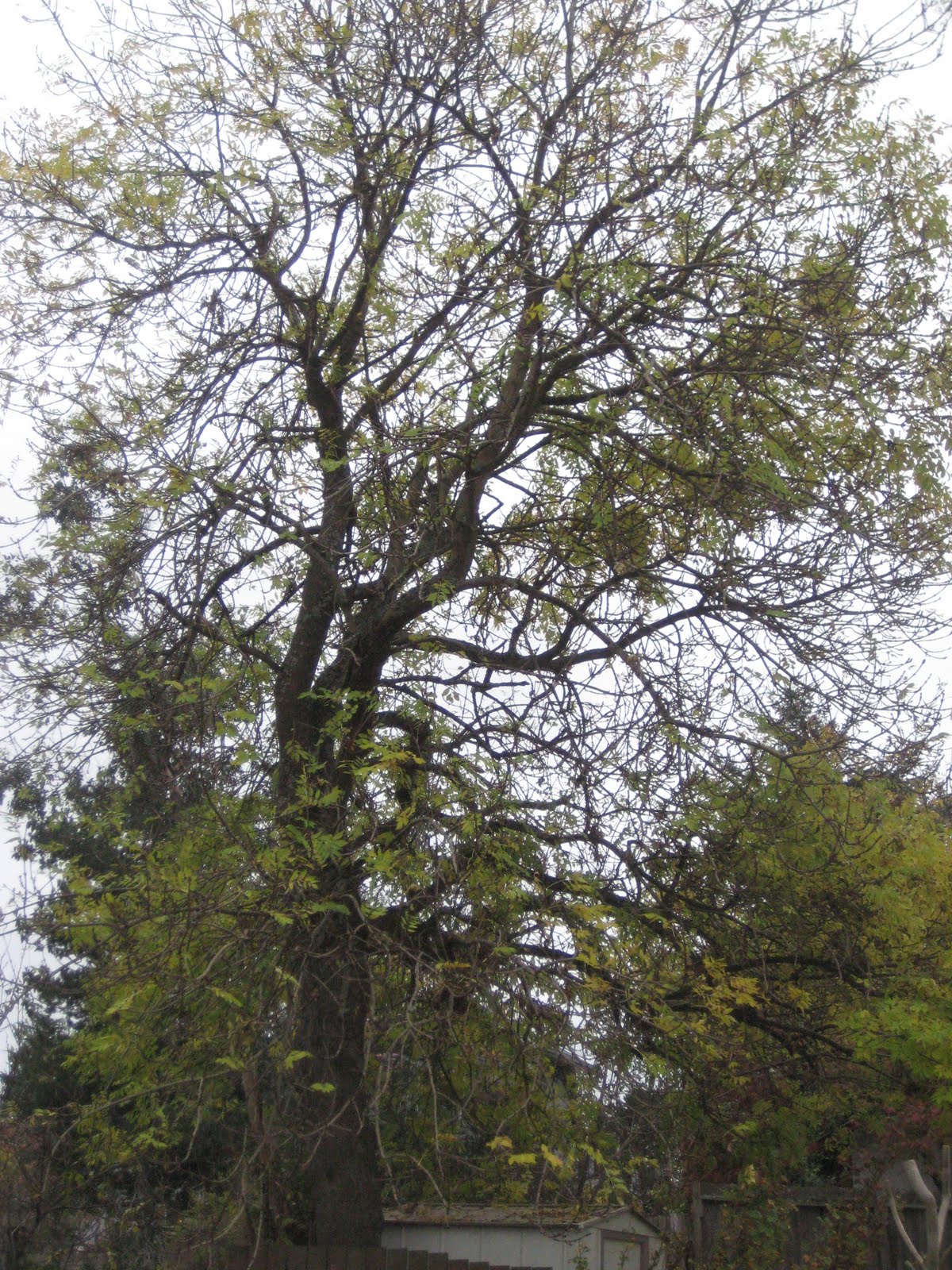 Canadian Trees November 2010