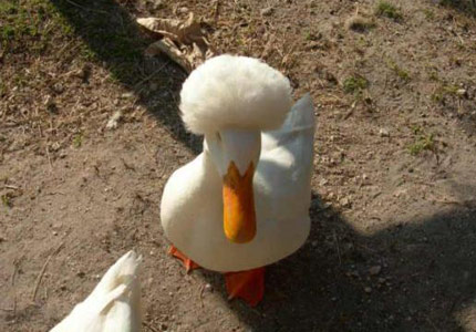 canard+afro.jpg