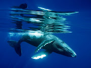 NGS_08: Cria de baleiadebossa. Autor: Phil Cothran.