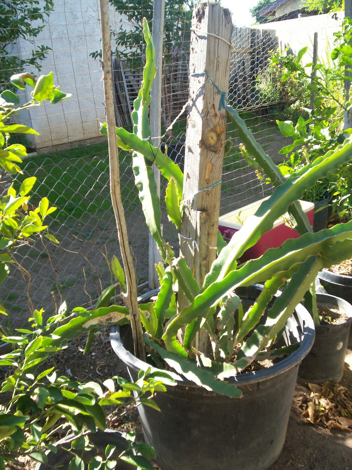 Dragon+fruit+cactus