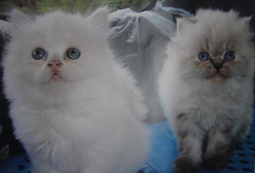 Kucing Love