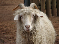 Angora goat, by Trisha M Shears - public domain Angora goat, by Trisha M Shears - public domain