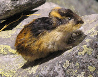 Lemming - public domain image, Argus fin on Wikipedia Commons Lemming - public domain image, Argus fin on Wikipedia Commons