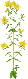 St Johns Wort for depression
