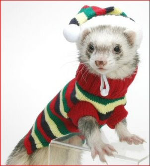 Cute Ferret Pictures