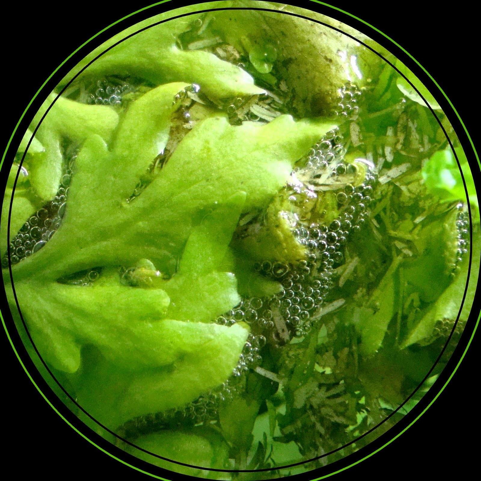 Bienvenue dans notre aquarium! Monsieur Colisa fait un nid de bulles dans l