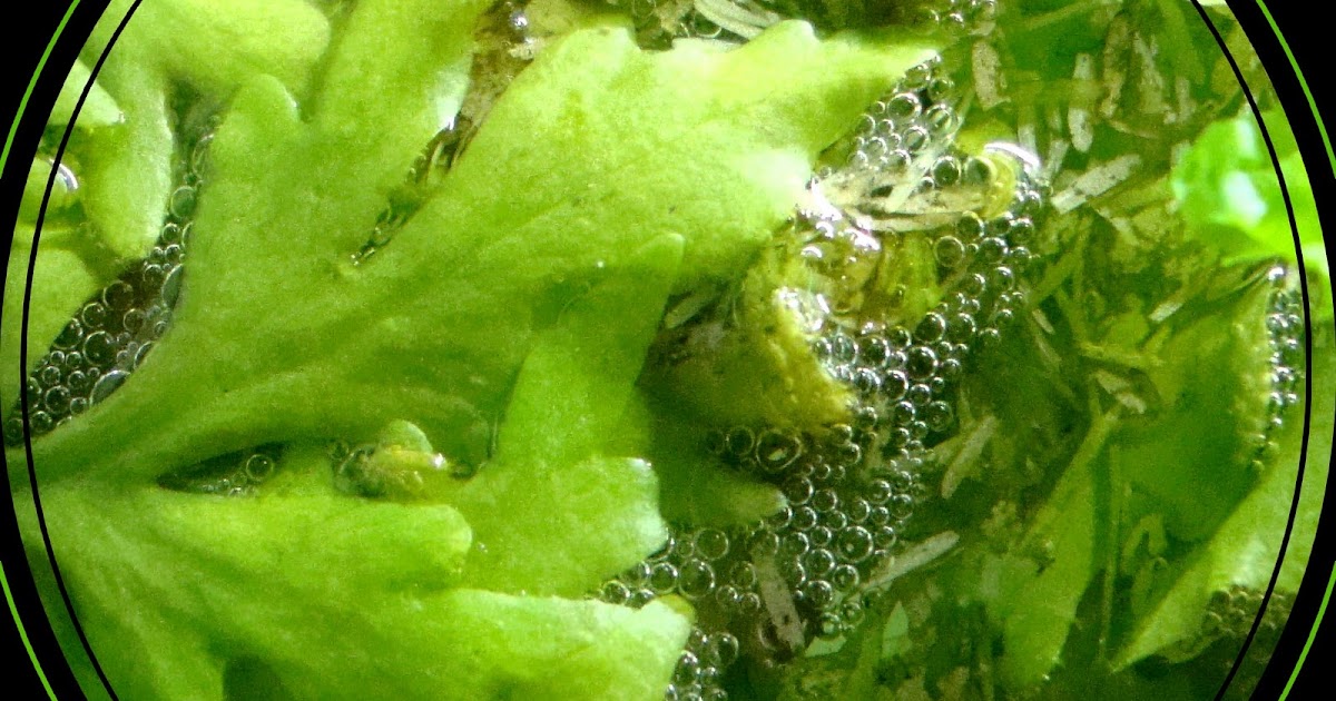 Bienvenue dans notre aquarium! Monsieur Colisa fait un nid de bulles dans l