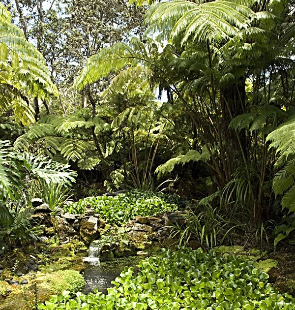 HAWAII GARDENING Water Gardening In Hawai'i