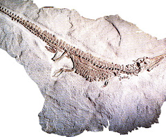 another fossil