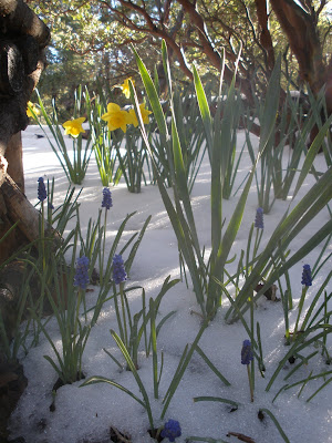 daffodils and hyacinths flowers poking up through the snow