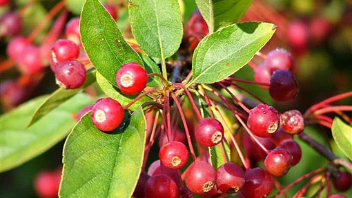 sargent crabapple fruit
