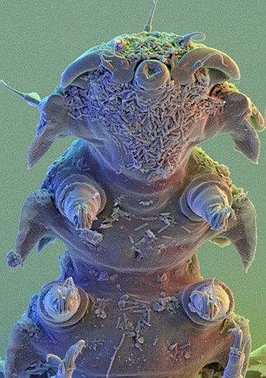 [tardigrade-380x540.jpg]